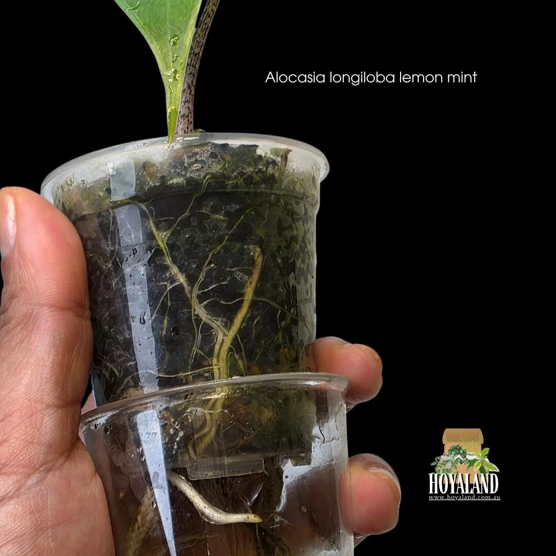 Alocasia longiloba lemon mint (7).jpg