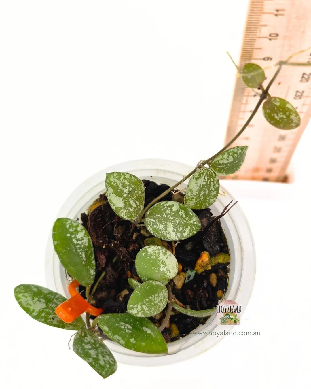 Hoya mini coin silver (4).jpg