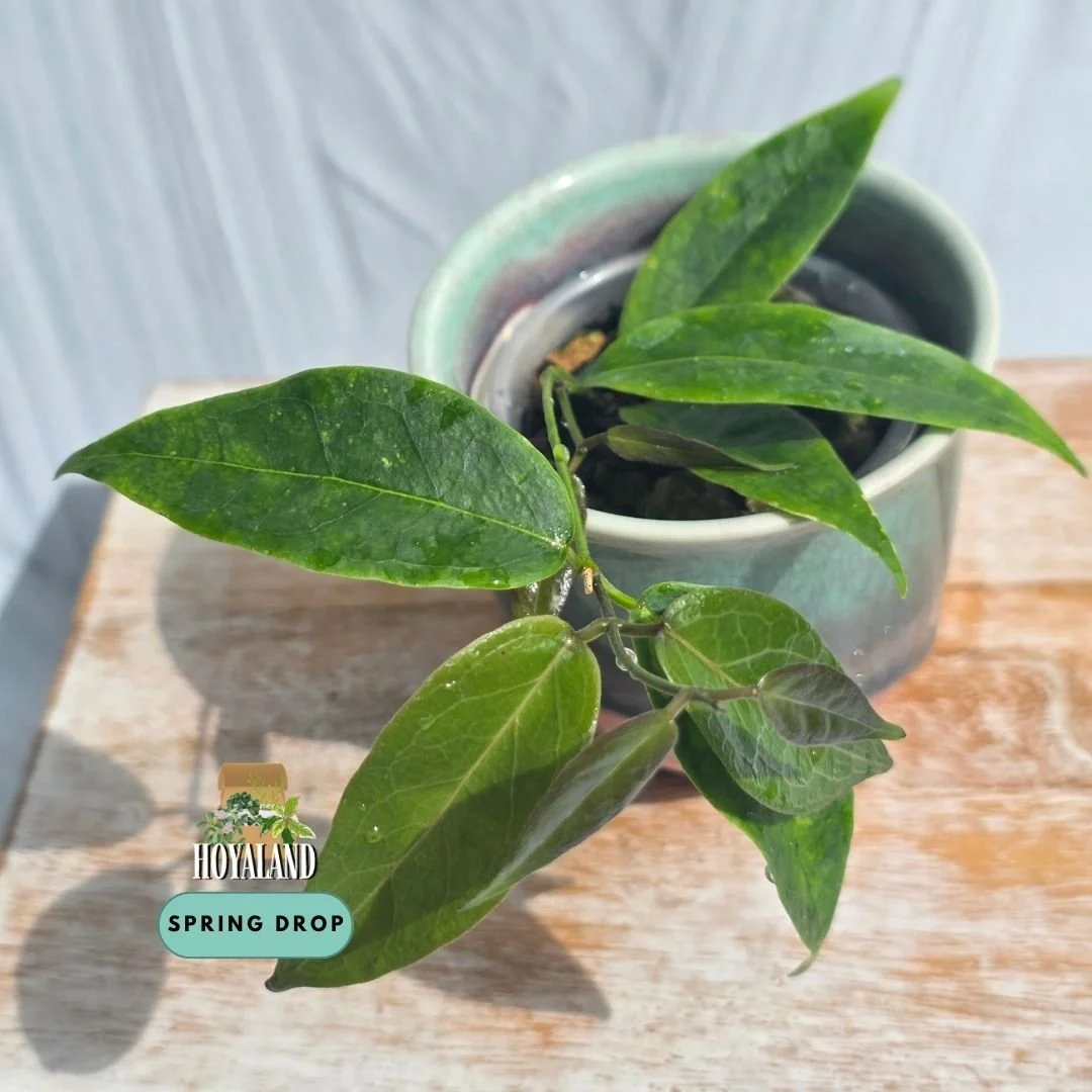 Established Hoya dennissii green leaf climbing vine displaying smooth lanceolate foliage and slender twining stems