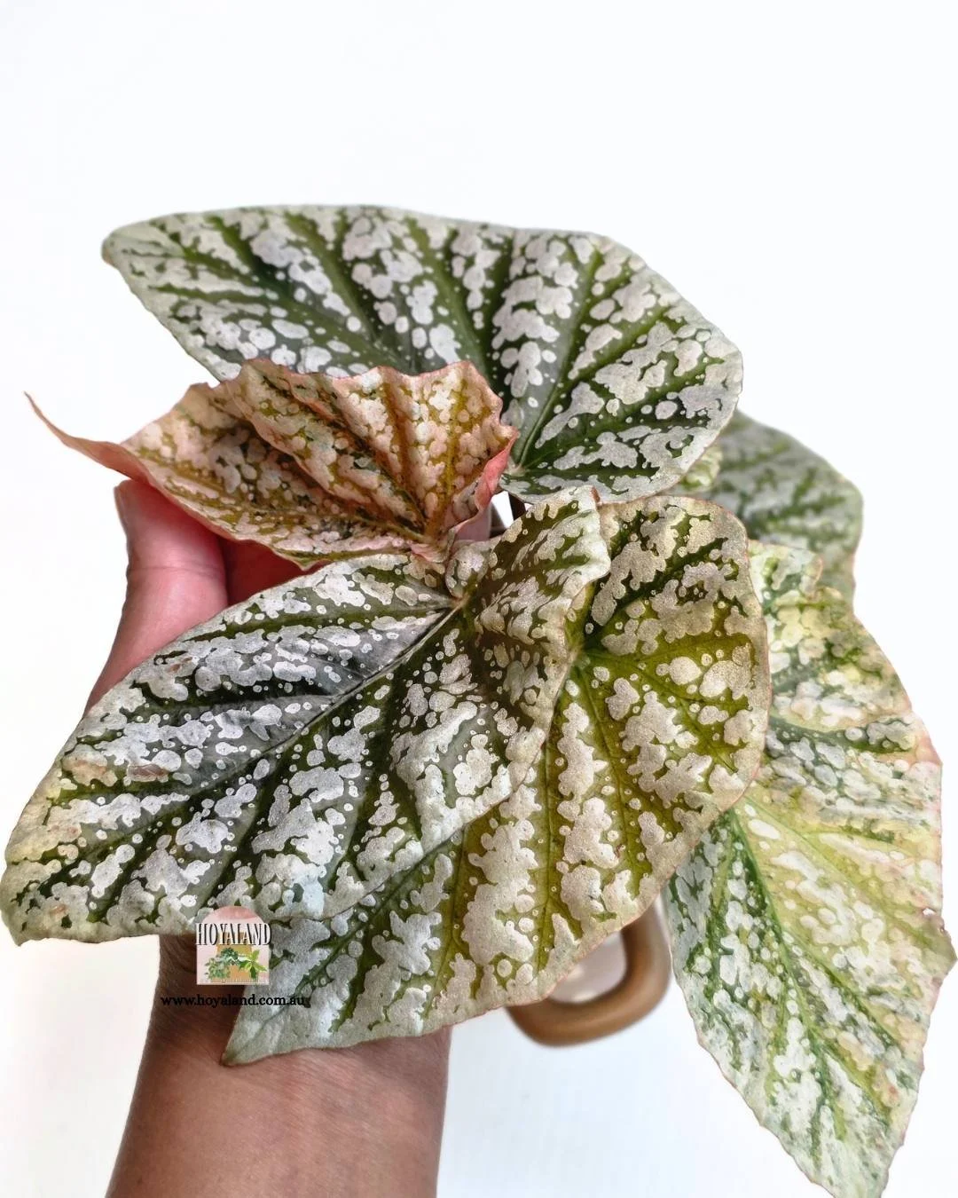 ❄️ Begonia Snowcapped Variegata