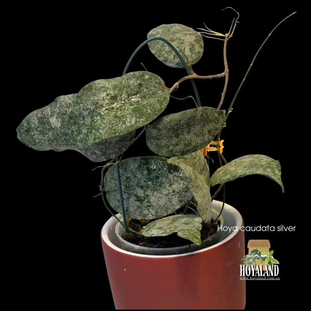 Hoya caudata silver (4).jpg