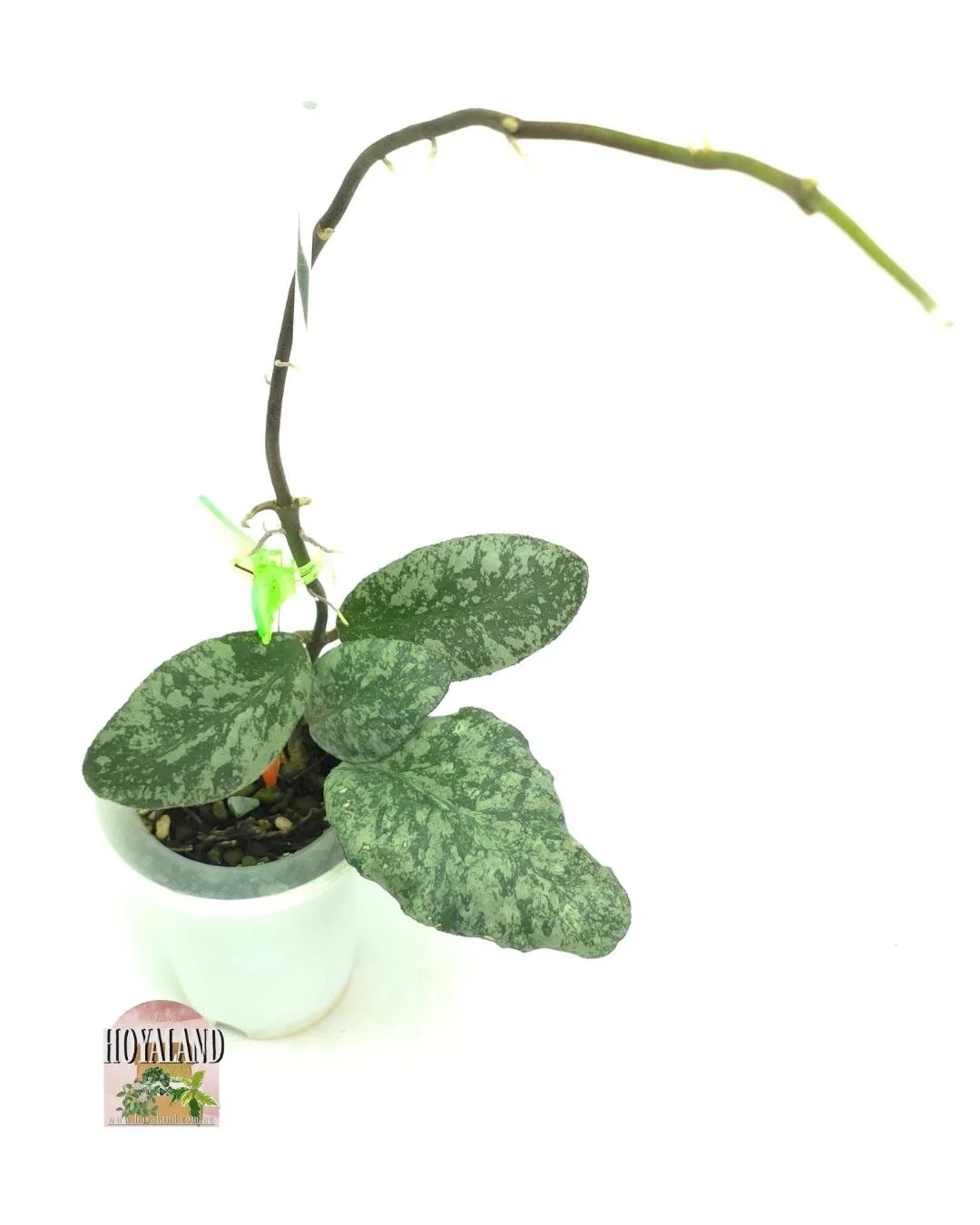 🌞 Hoya waymaniae 'Cloudy Sky' | Puffy Cloud Leaves  🎇