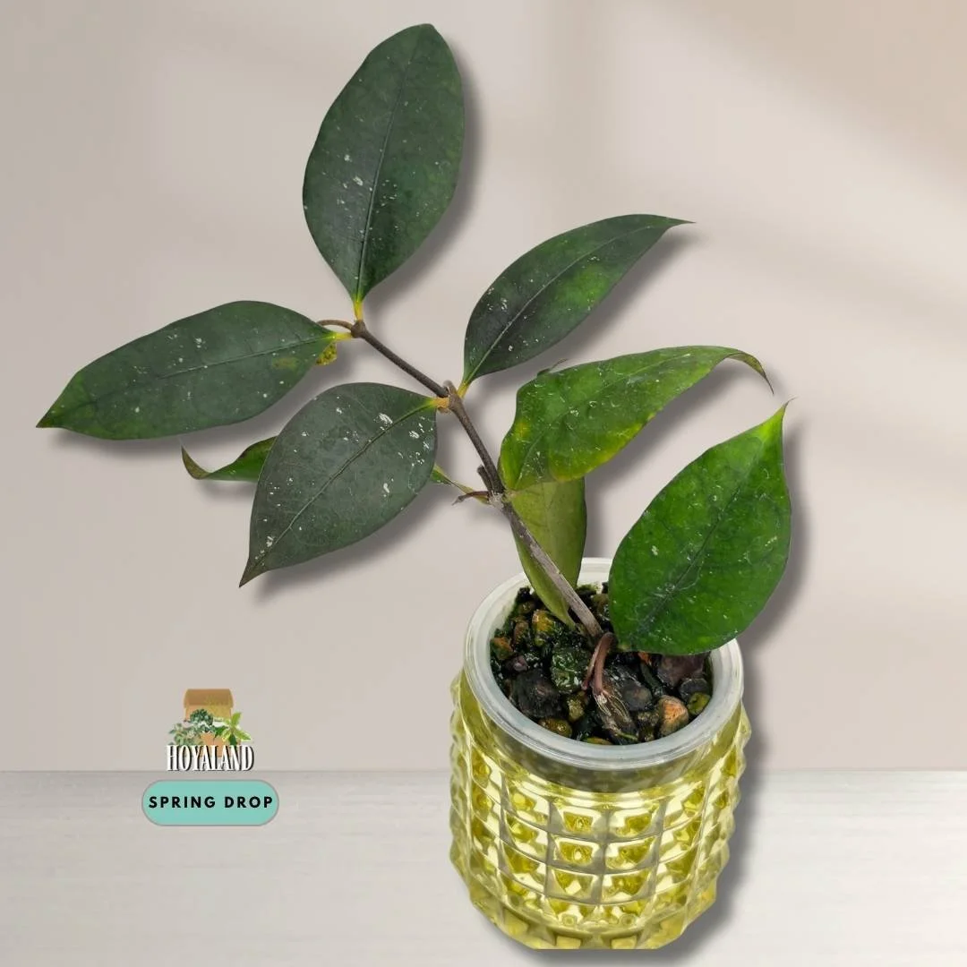 Established Hoya sp Jatim new clone with peduncles showing olive-to-red shifting blooms and thin leaves