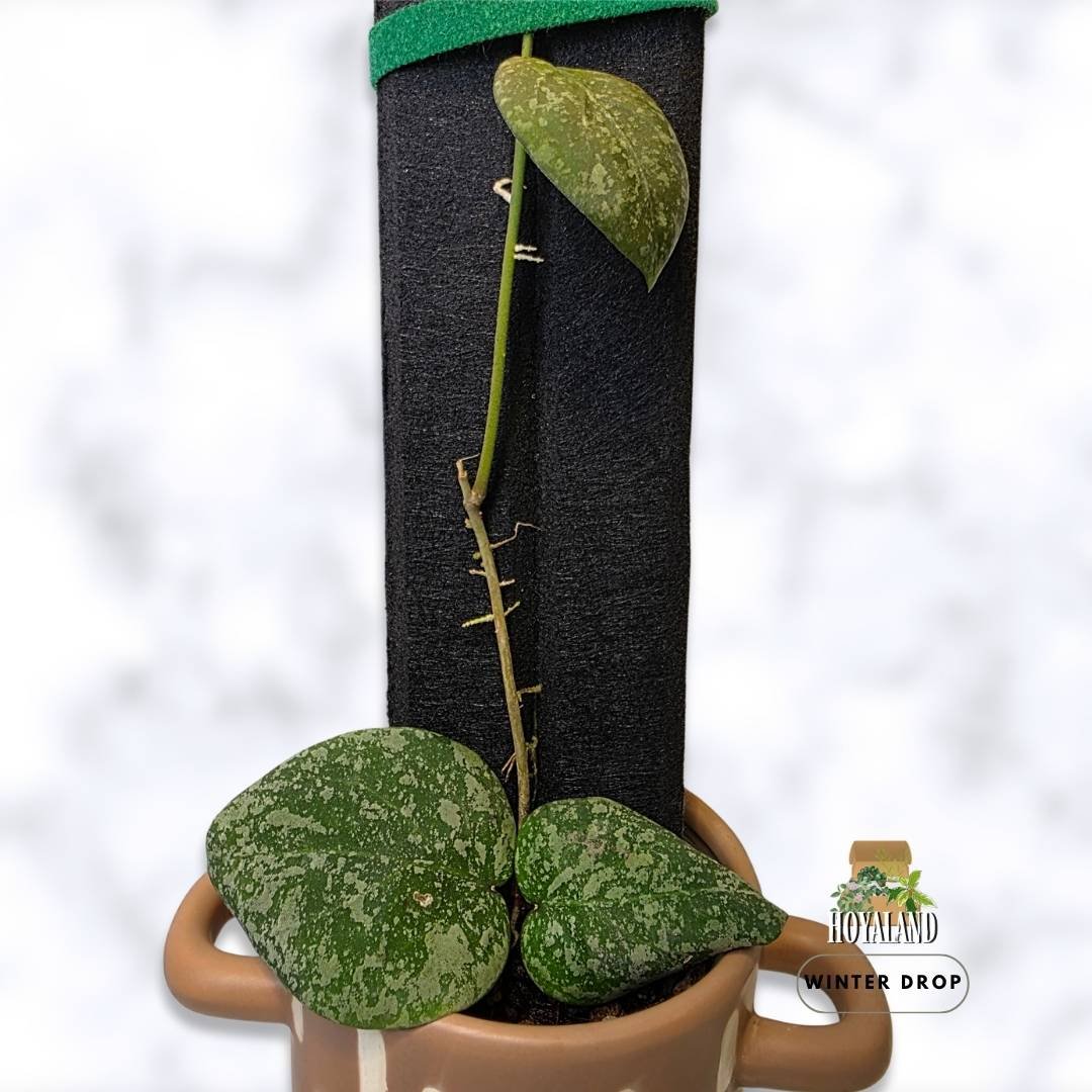 Rare hybrid Hoya cinnamomifolia x imbricata showing 3 textured leaves and active vine growth