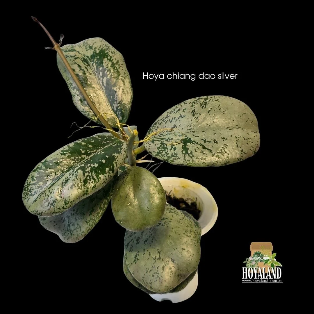 Hoya sp Chiang Dao Silver rare plant displaying compact rose petal shaped thick leaves completely glazed in heavy metallic chrome silver splash.