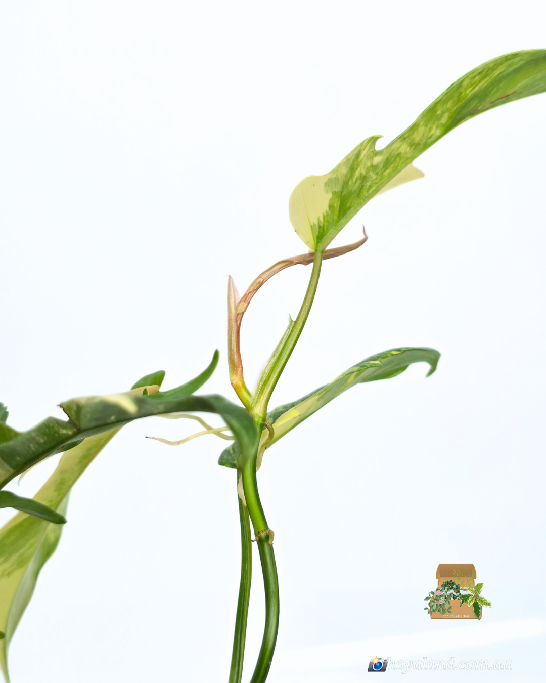 Philodendron fb x tortum 1 (5).png