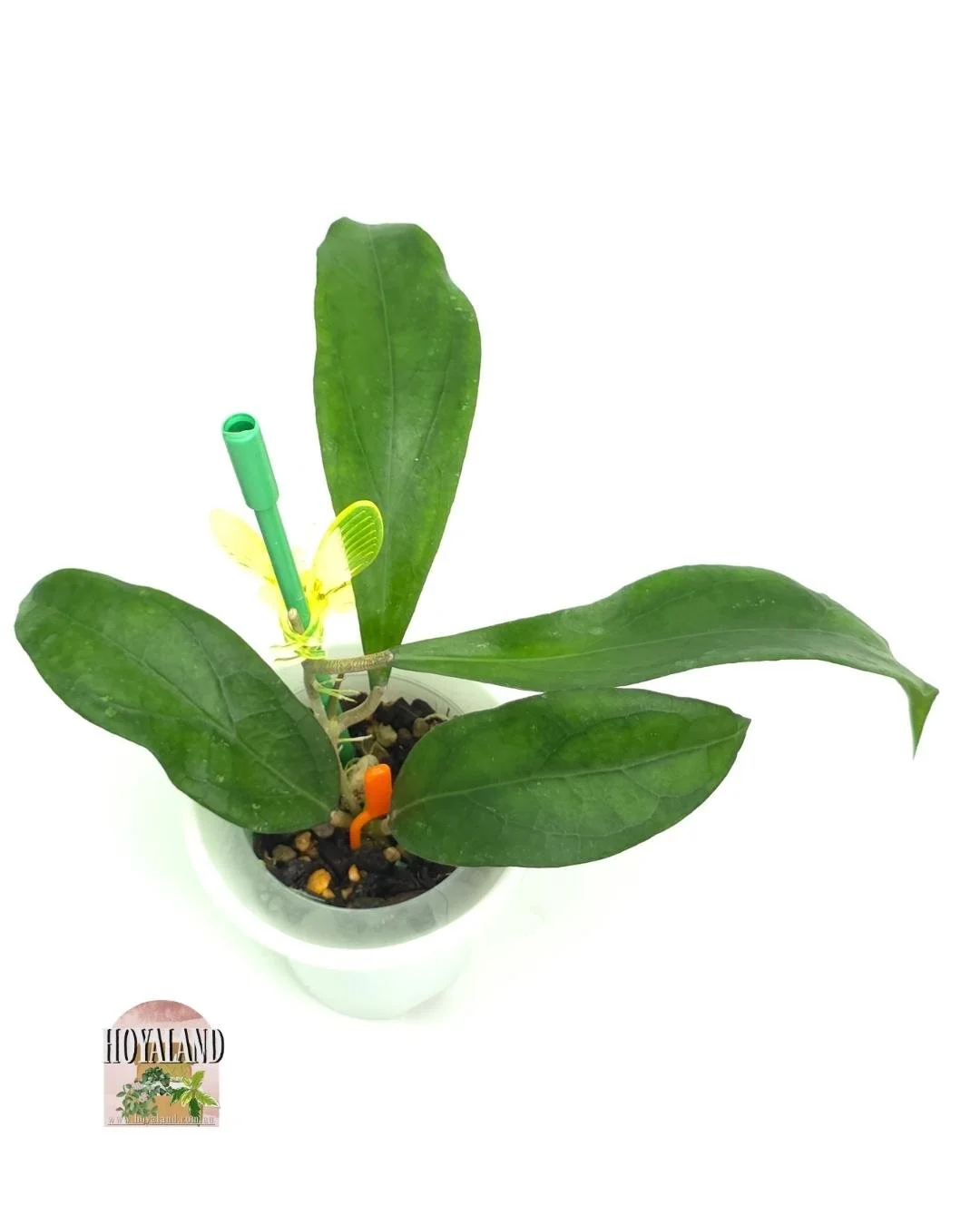 Hoya Swiffers Treat (3).jpg