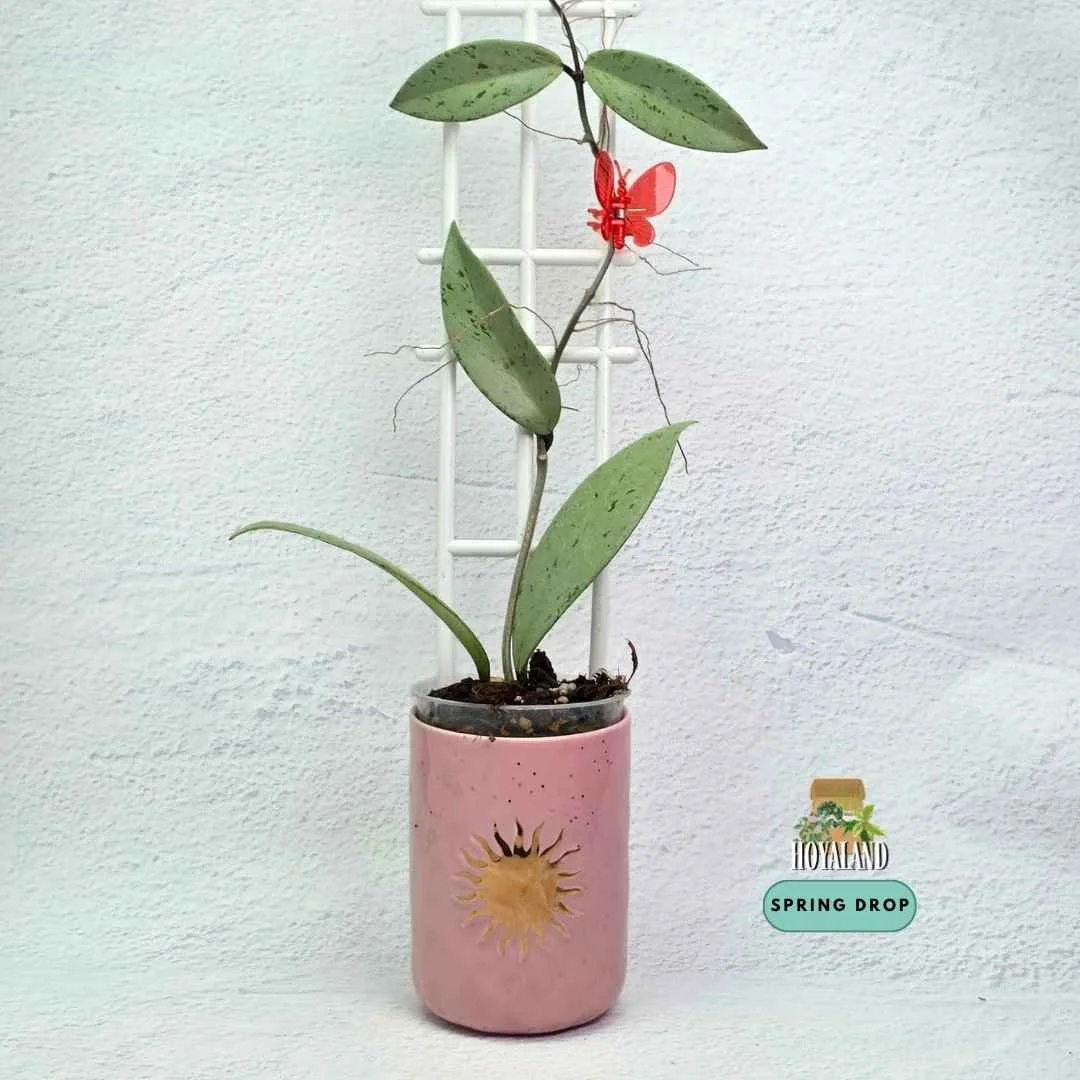 Hoya pubicalyx pink silver GHOST (3).jpg