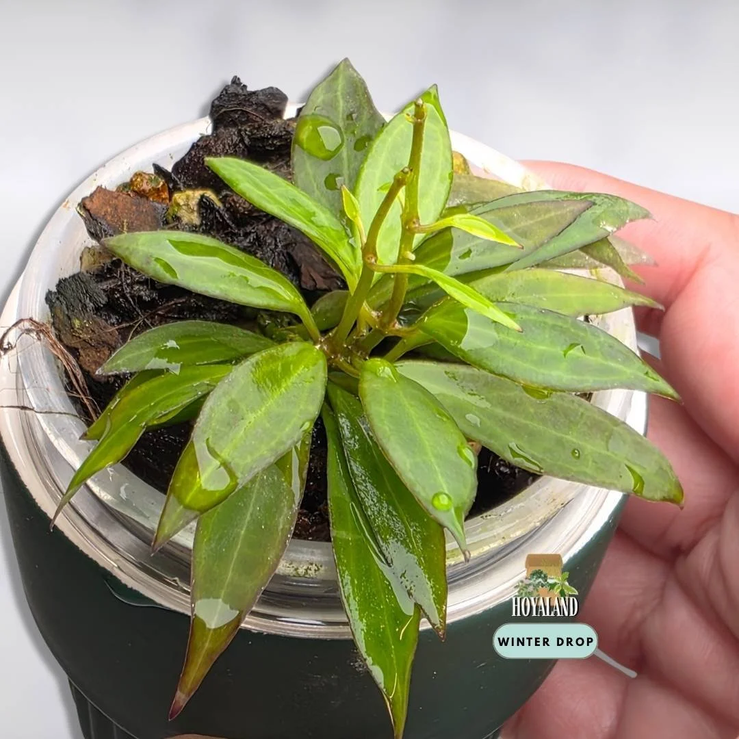 Hoya microdwarf (3).jpg