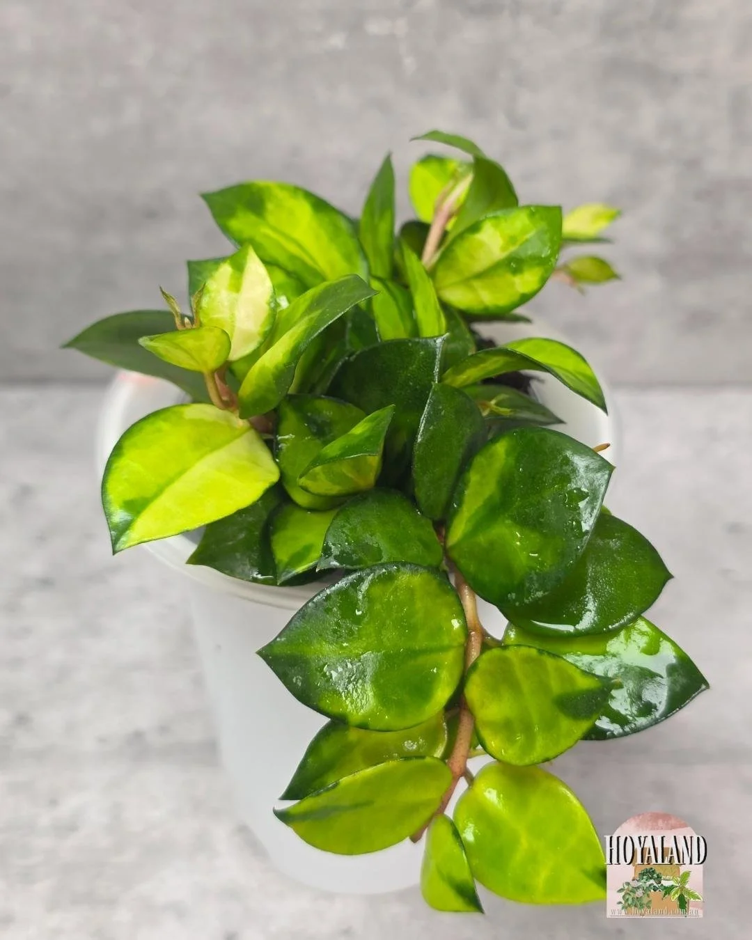 Hoya Asami Reverse (4).jpg