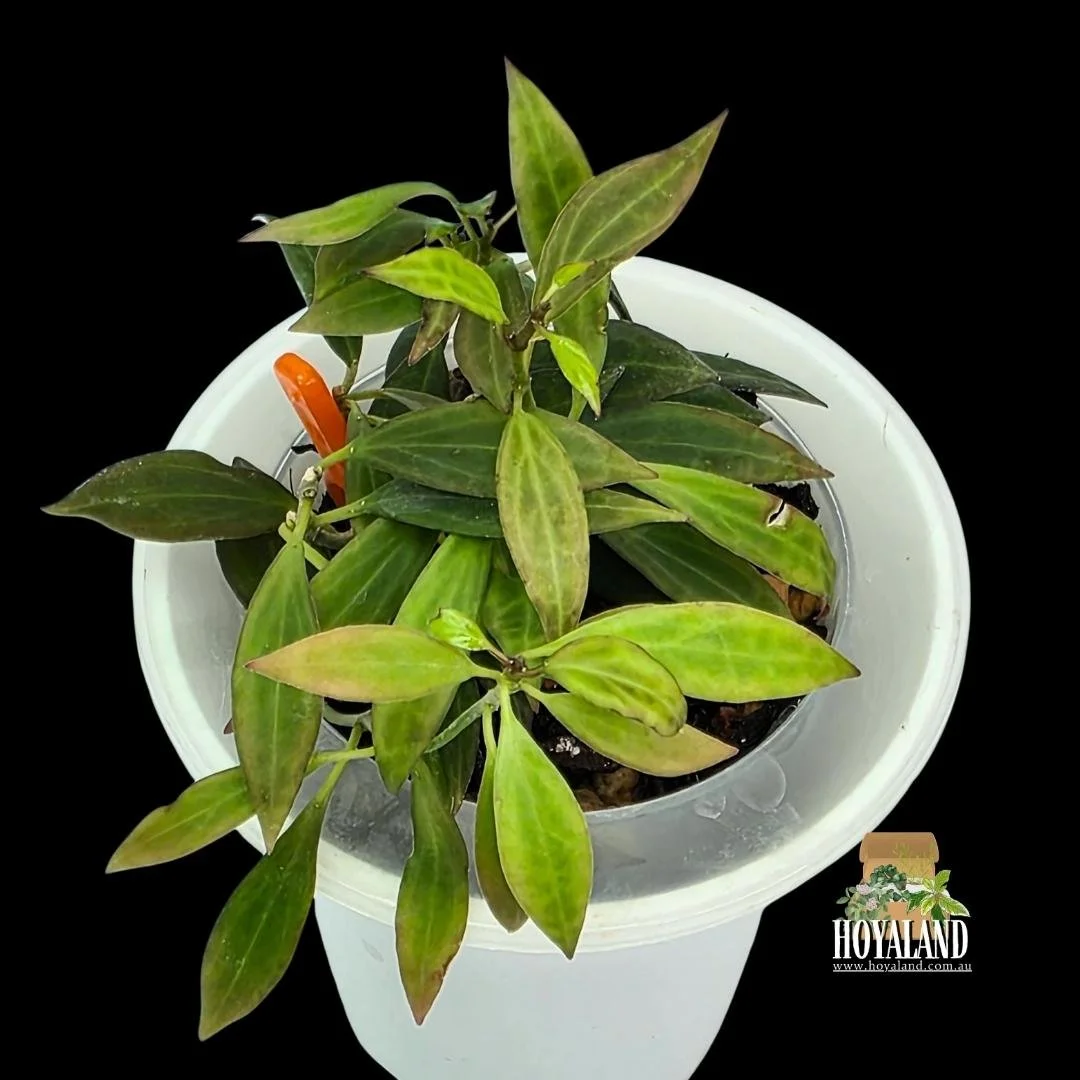 ⛄ Hoya Microdwarf Small Leaf Hoya