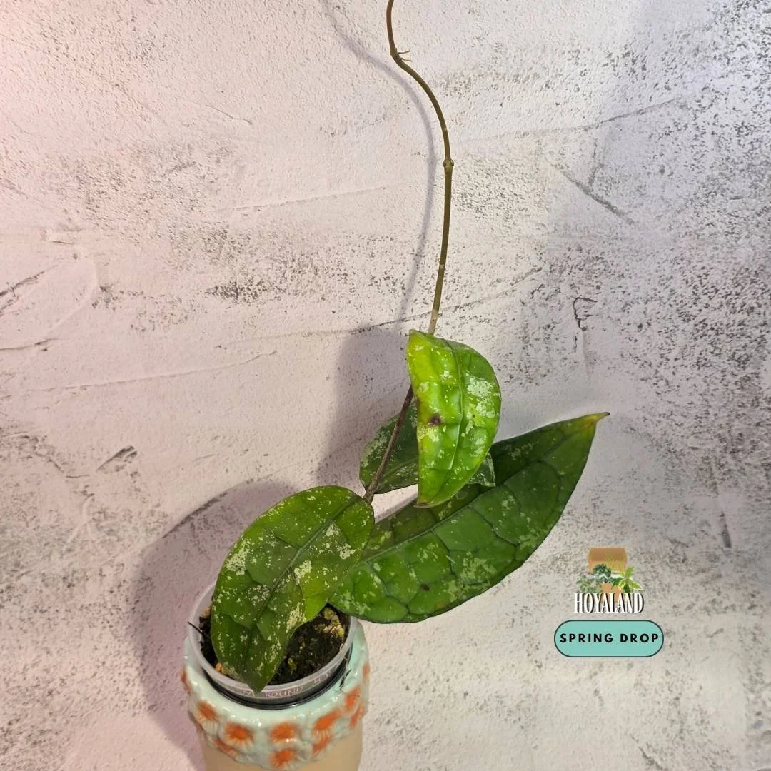 Hoya clemensiorum round leaf splash (2).jpg