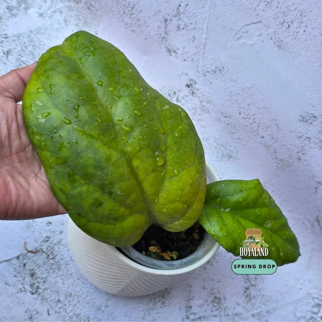 Hoya cv. 'Elephant' (Large Leaf Specimen)