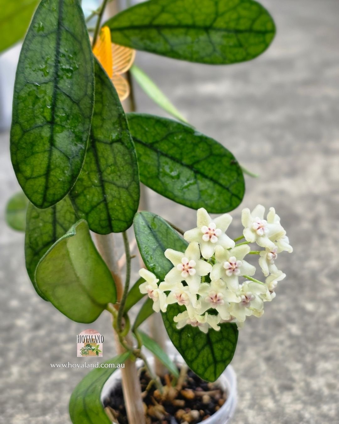 🍂 Hoya Sichuanensis (LYI NOID) Flowering 🐰