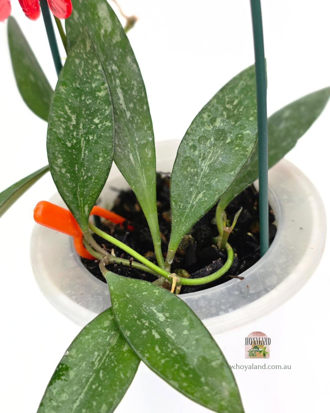 Hoya rosita splash (3).jpg