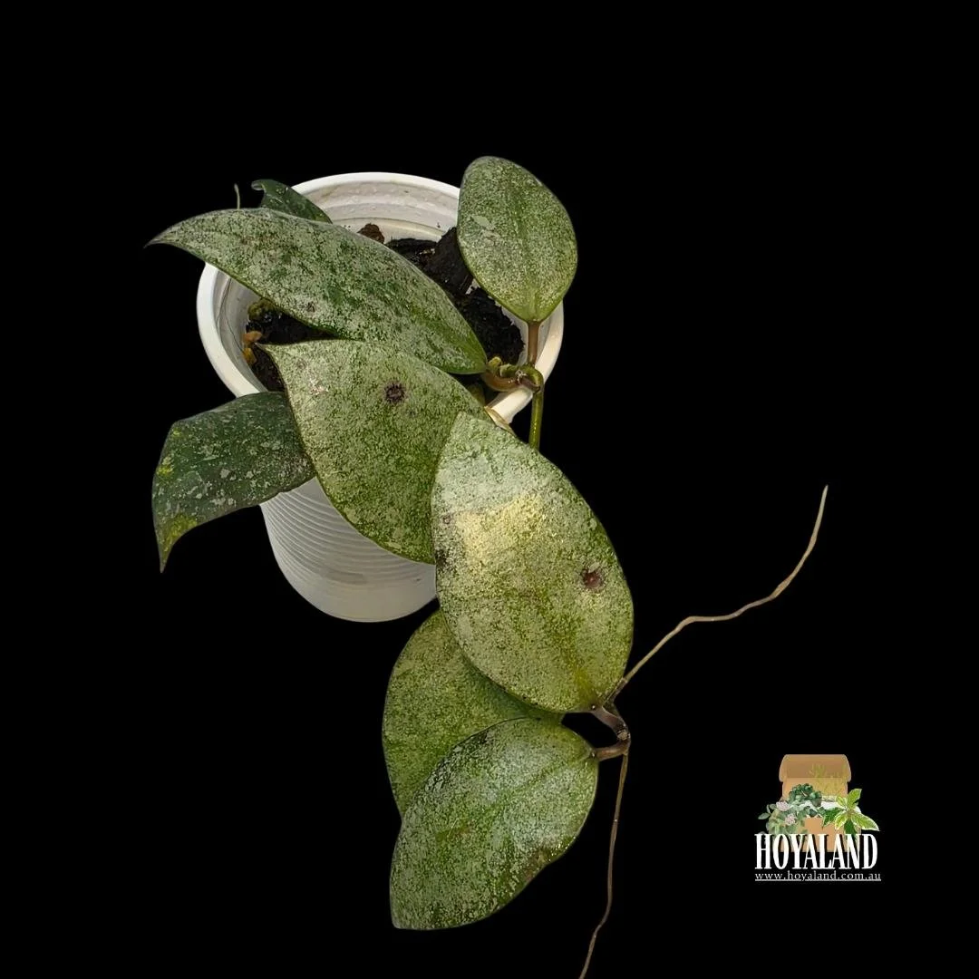 Hoya walliniana silver a (4).jpg