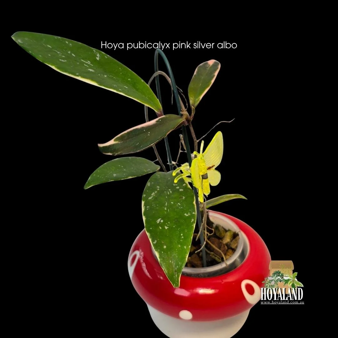 ⛄ Hoya pubicalyx Pink Silver Albo | Rare Albomarginata Variegation B