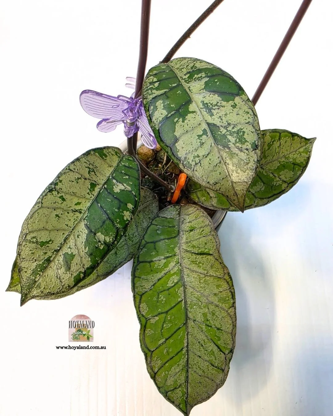 ❄️ Hoya Gunung Gading 'Silver' | Stable High Silver Variegation