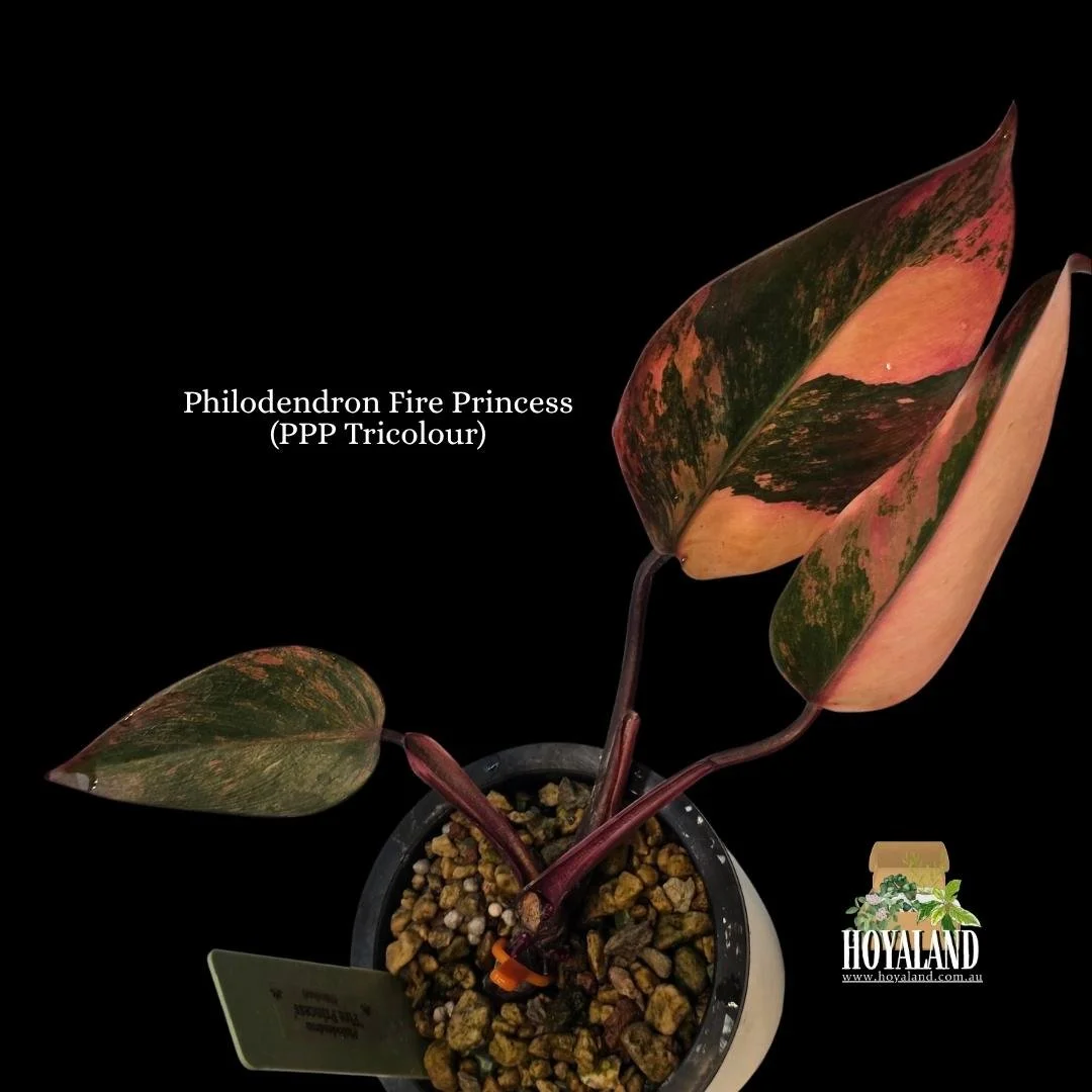 ⛄ Philodendron 'Fire Princess' (Tricolour) | 3 Growth Points