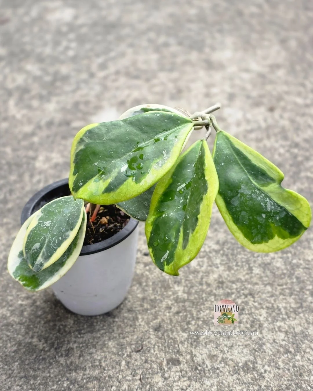 Hoya obovata amelia (5).jpg