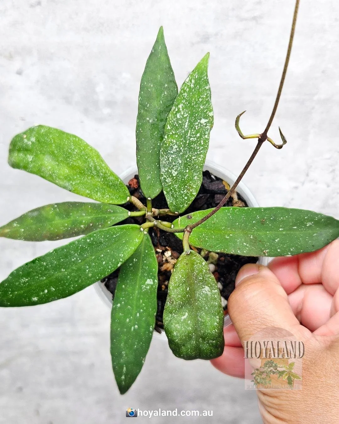 🖤 Hoya Scortechinii  UT 001 - Rare Splashed Foliage 🙏