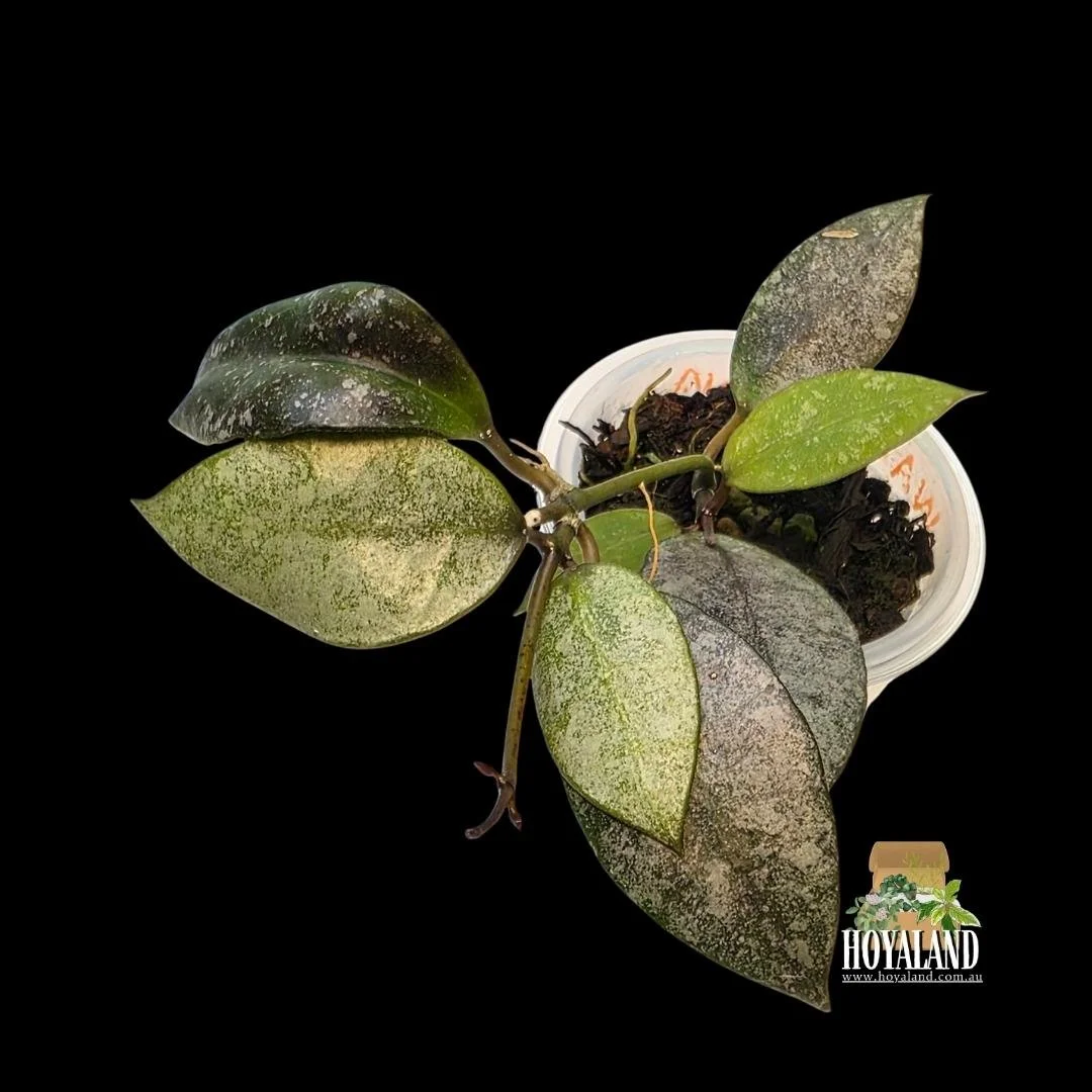 ⛄  Rare Hoya walliniana silver - sunstressed