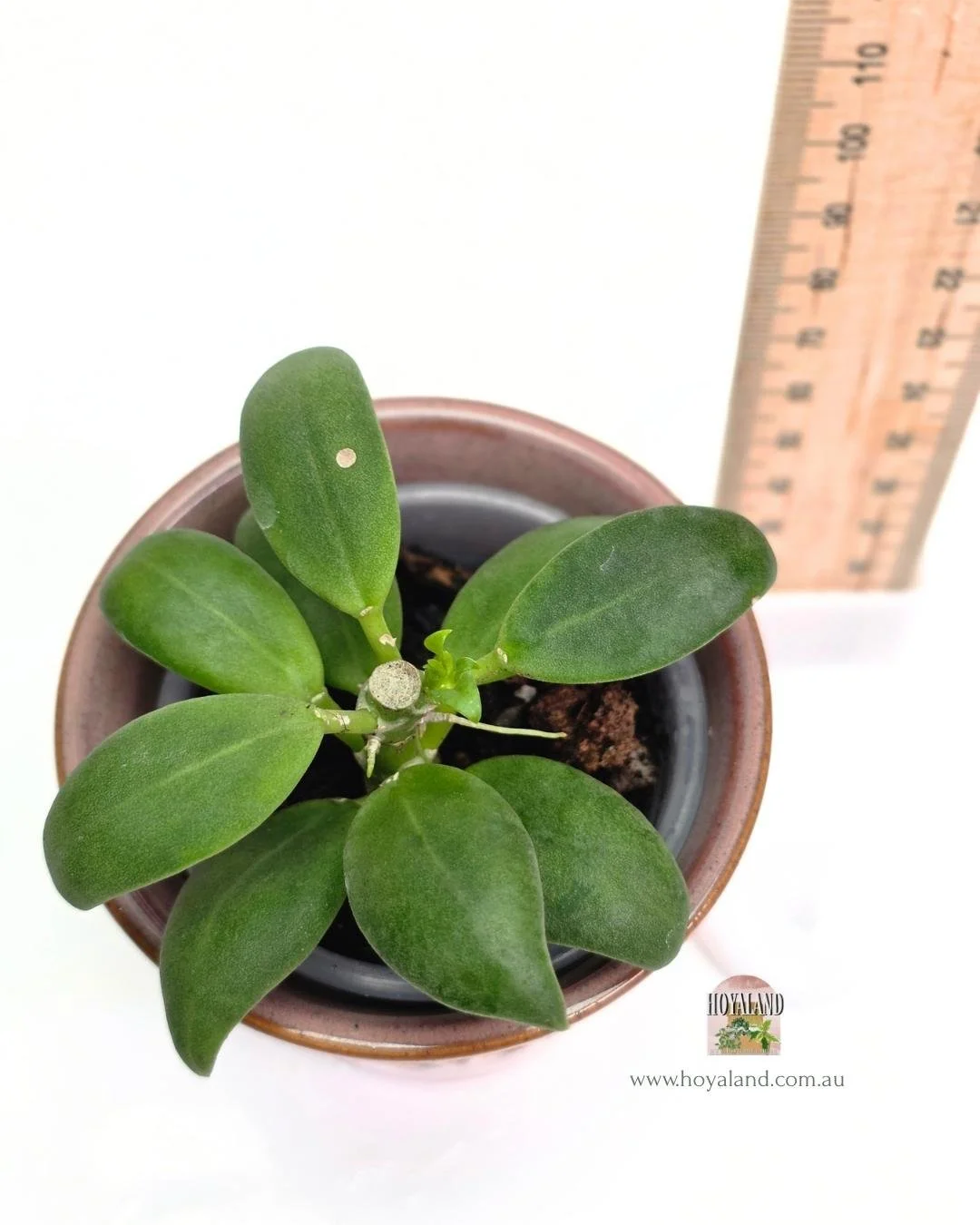 Hoya subquintuplinervis (4).jpg