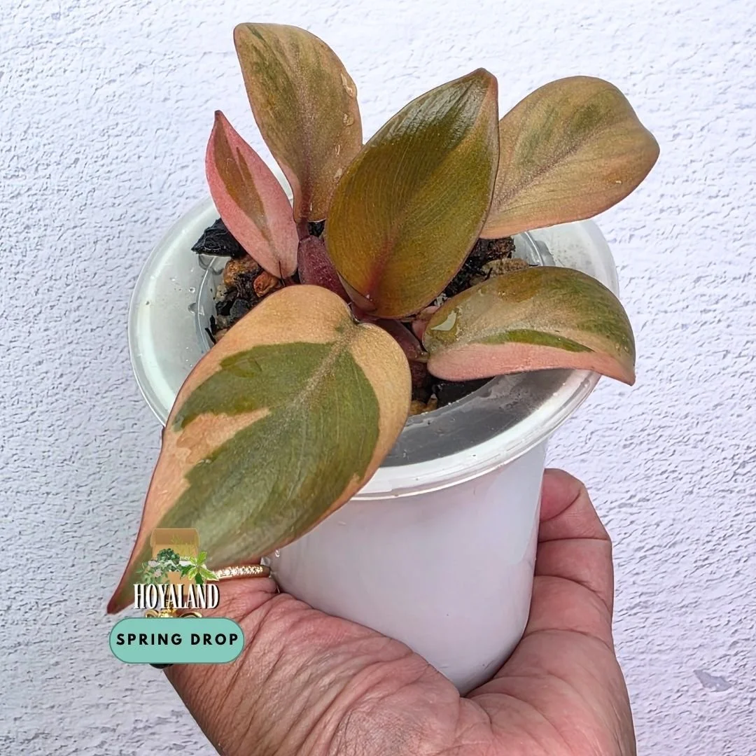 Philodendron 'Black Cardinal' Variegata (Non-TC Mother Plant Separation – High-Contrast Aroid)