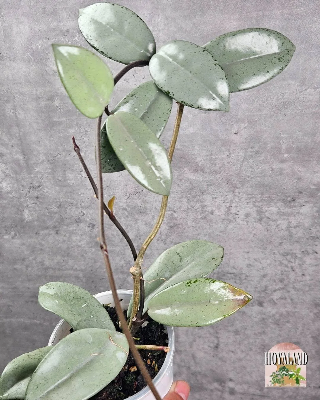 Hoya wilbur graves super silver (4).jpg