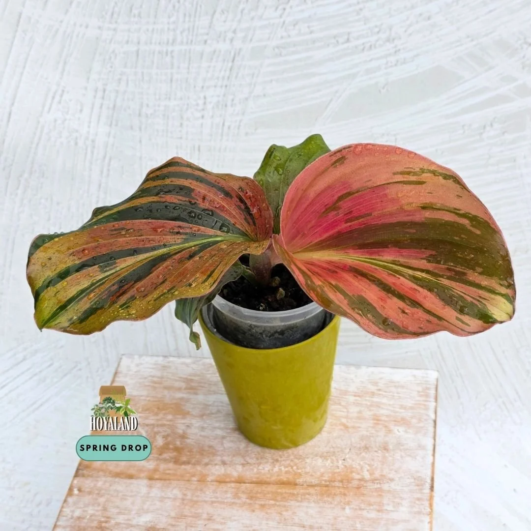 Kaempferia pulchra variegata (3).jpg