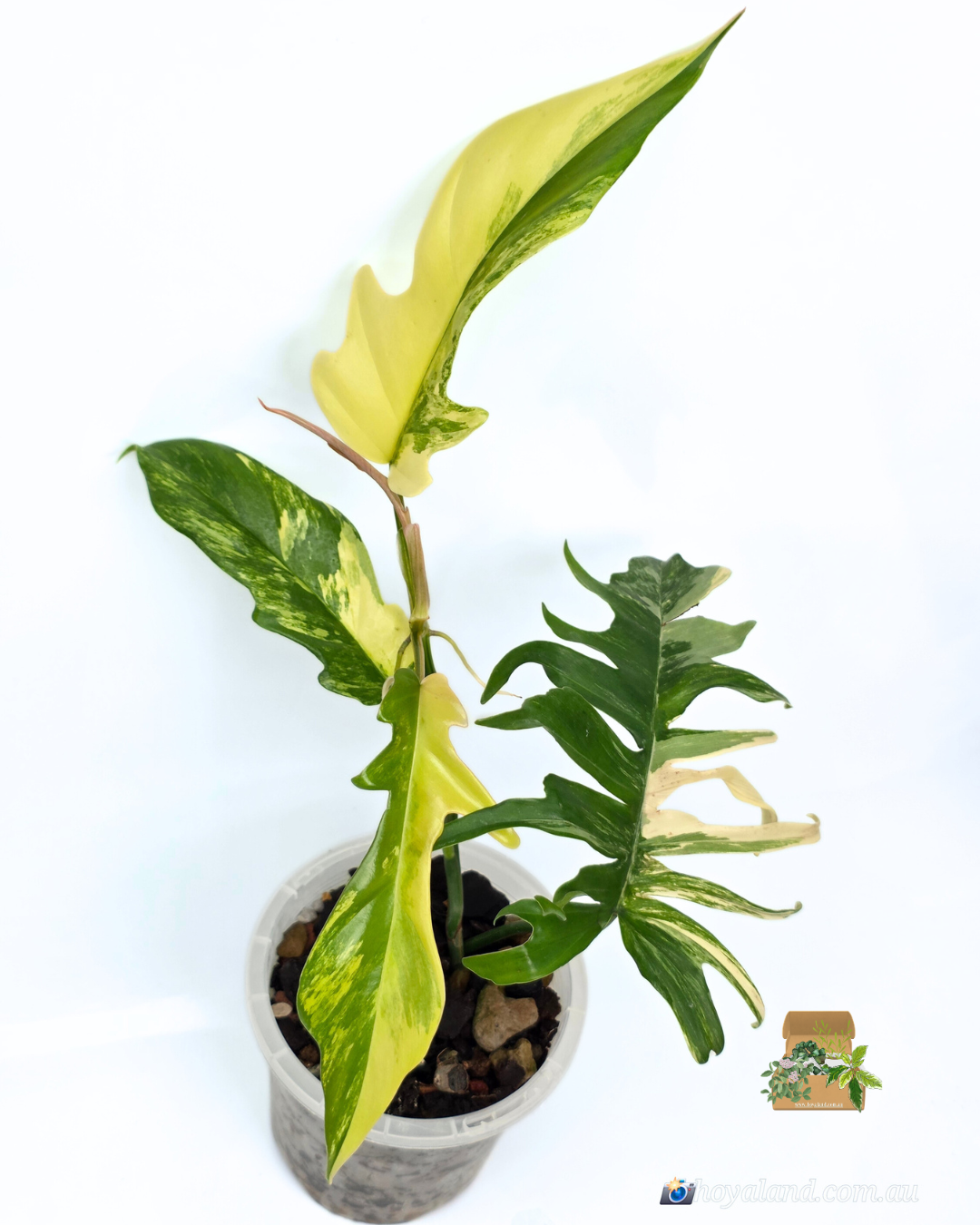 Philodendron fb x tortum 1 (4).png