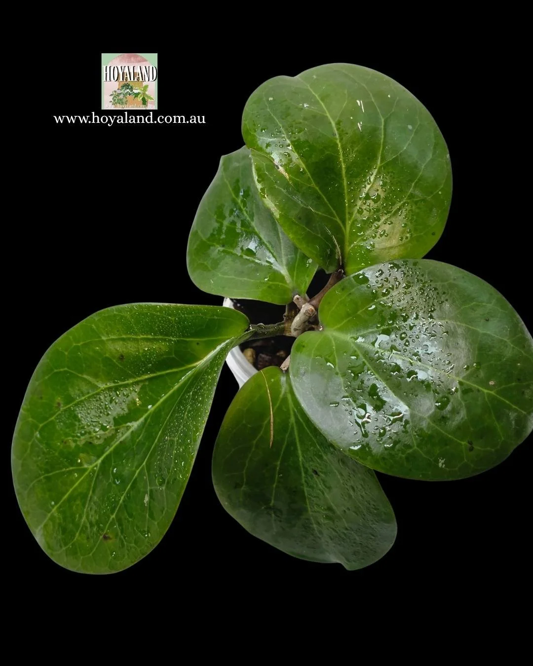 Hoya Rhiannon (3).jpg