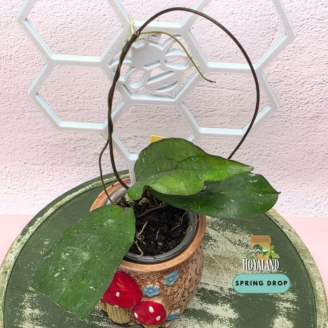 Hoya erythrina bacho (8).jpg