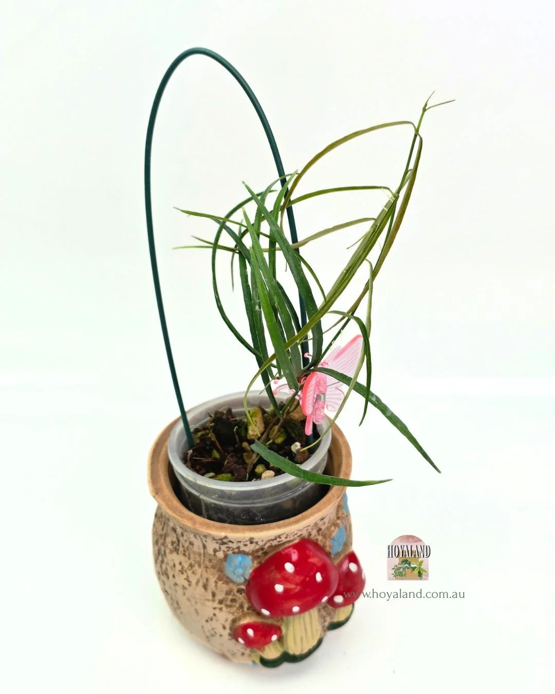 Hoya stenophylla.jpg