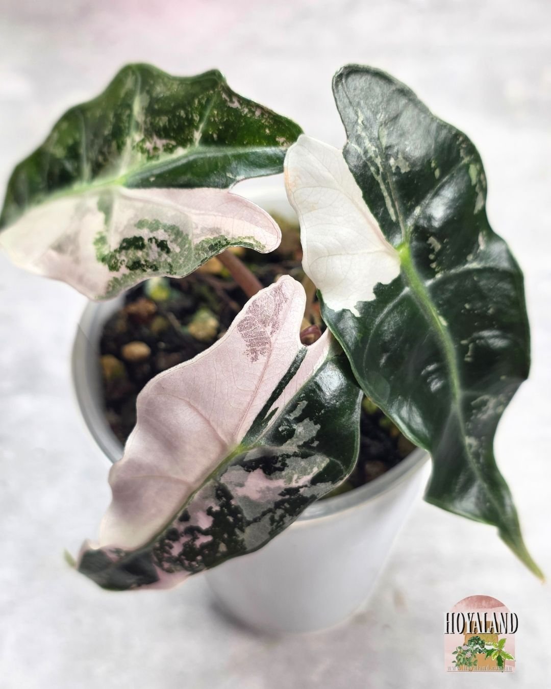 Alocasia Amazonica non tc corm B (1).jpg