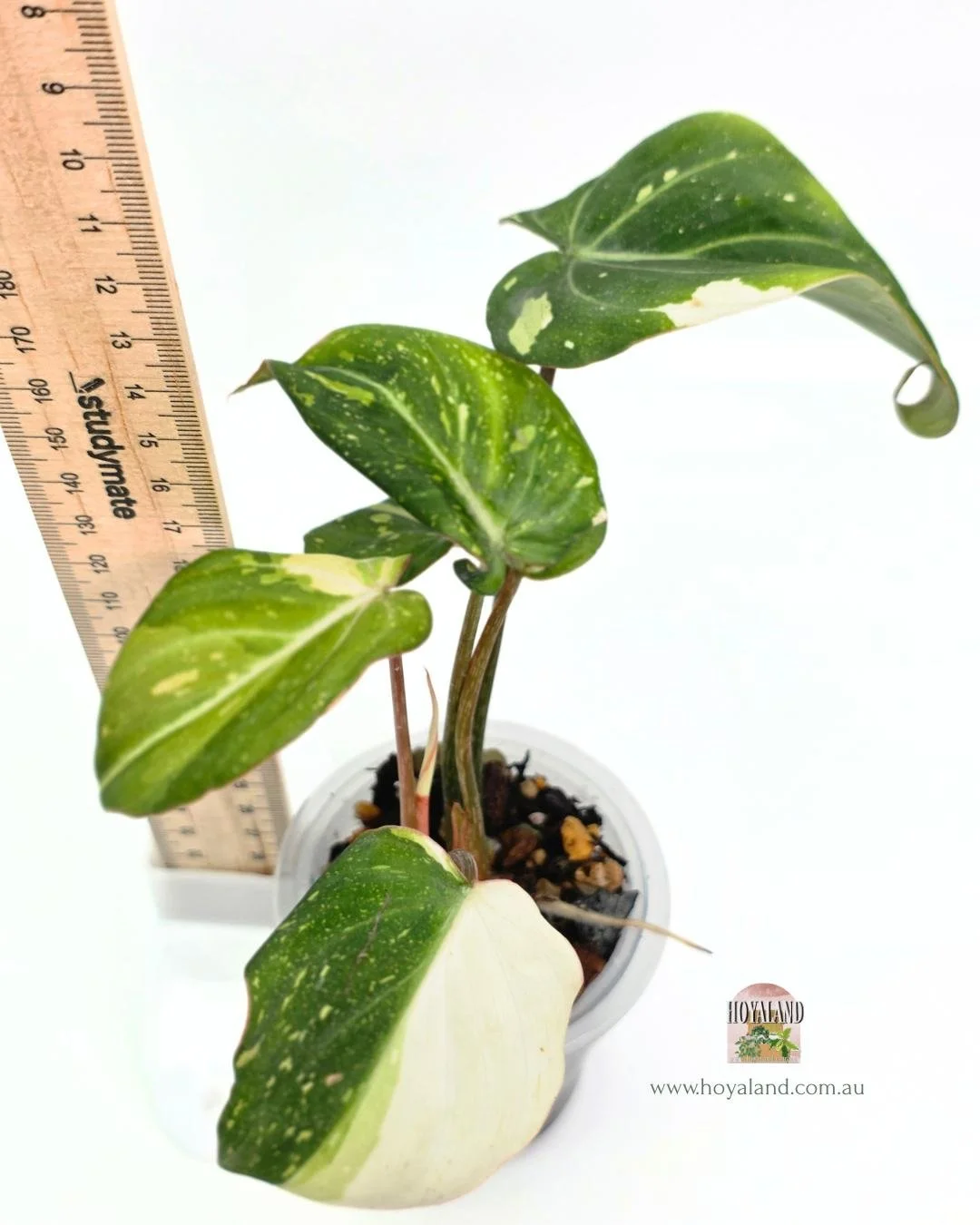 Philodendron gloriosum variegata A (4).jpg