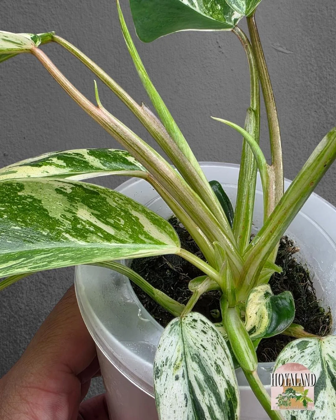 Philodendron Emerald Queen (3).jpg