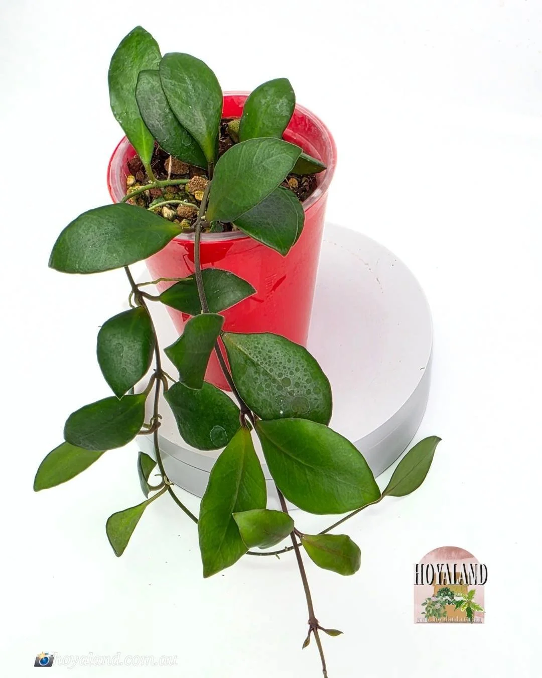 🌞 Hoya Noona pink (david cummingiana x heuschkeliana)  🎇