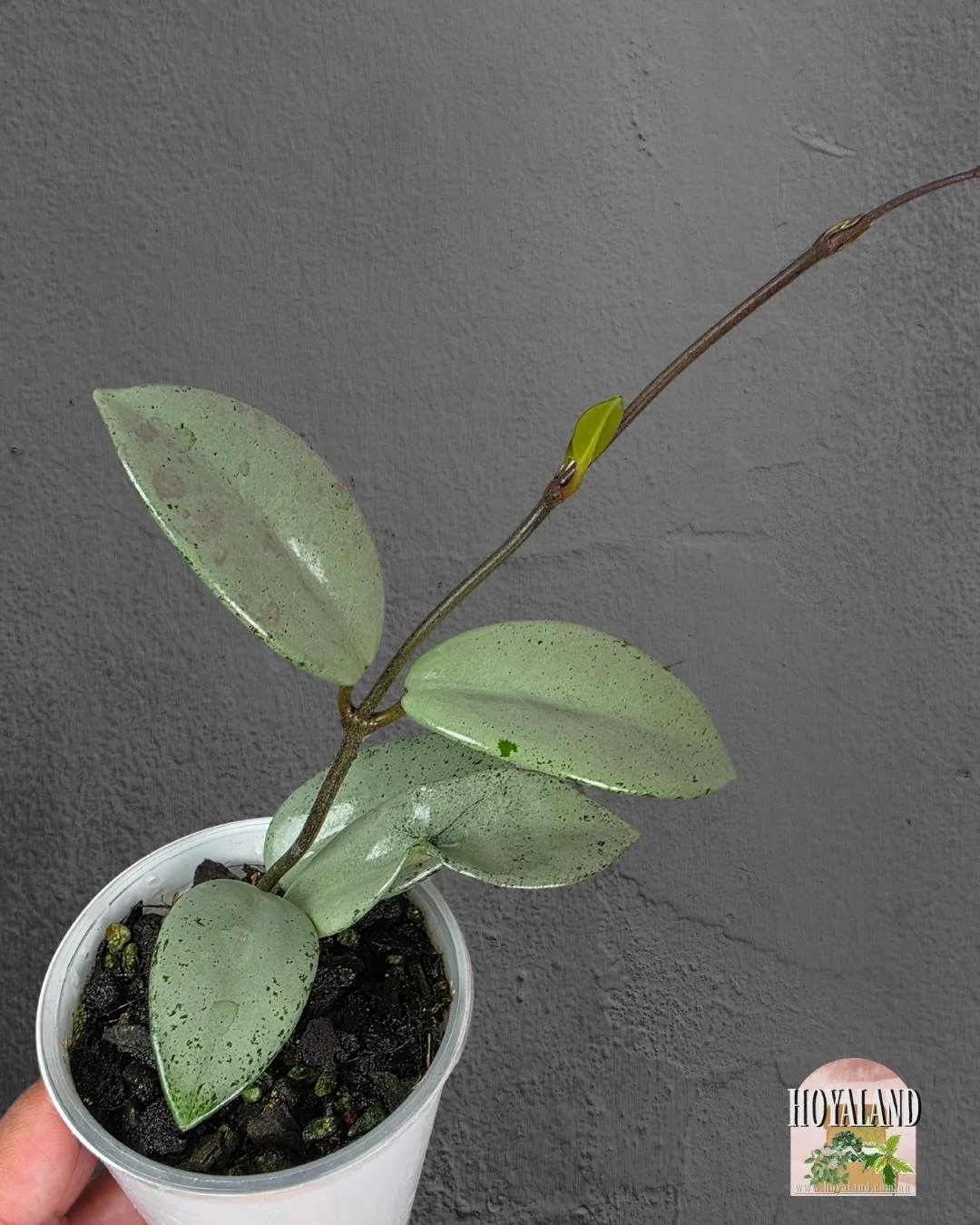 Hoya wilbur graves super silver (3).jpg