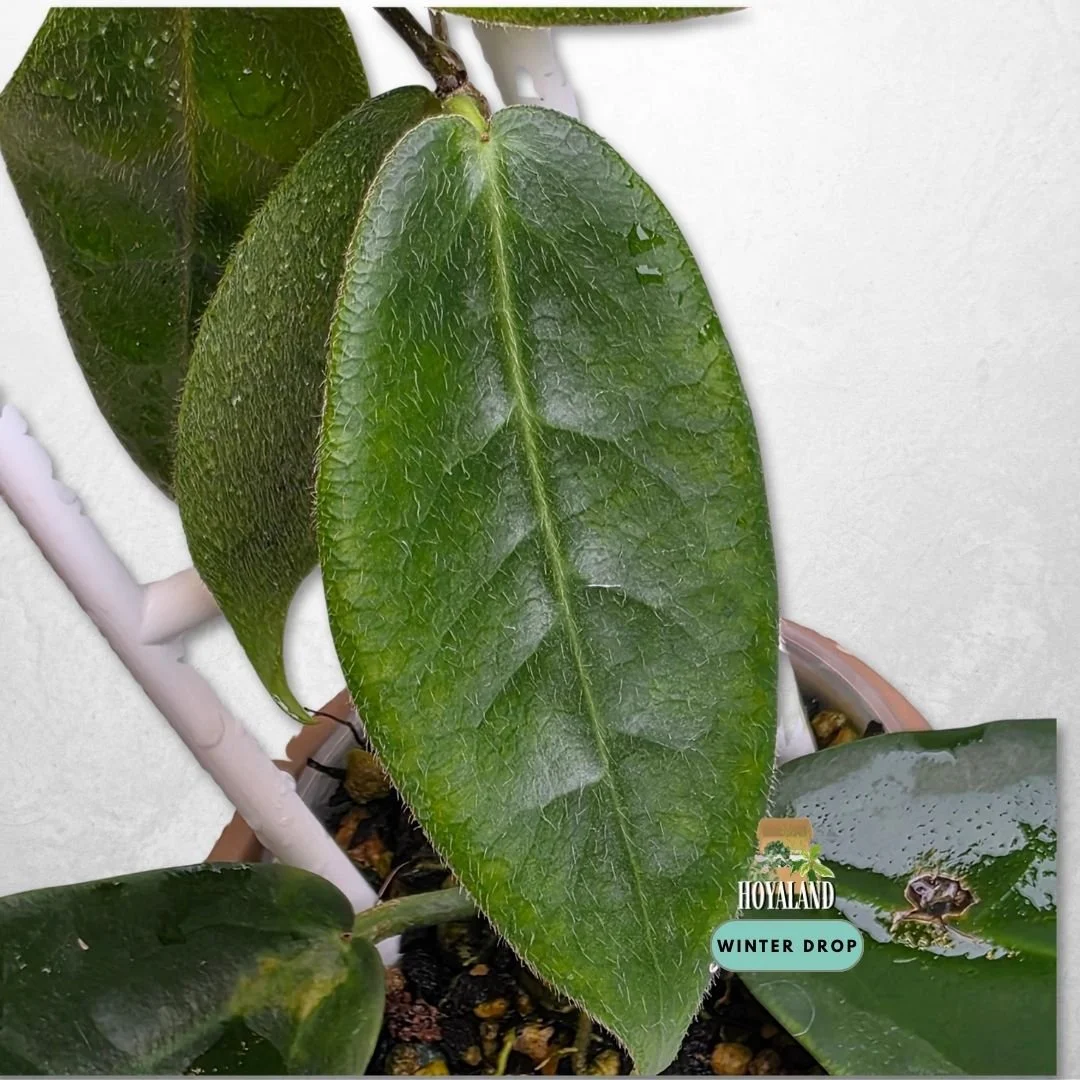 Established Hoya piestolepis with distinct raised veins, bronzy new growth, and velvety leaves