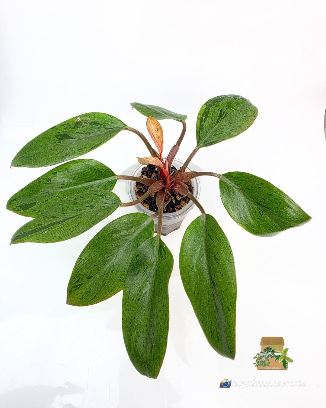 Philodendron dwarf red congo mint.jpg