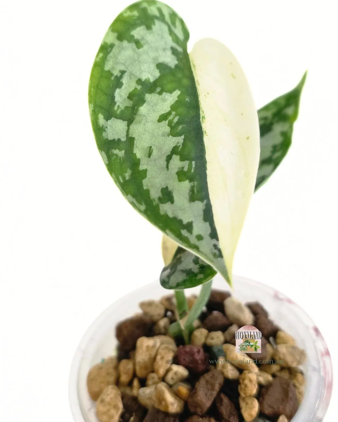 🍂 NEW Rare Scindapsus Mariposa Variegata