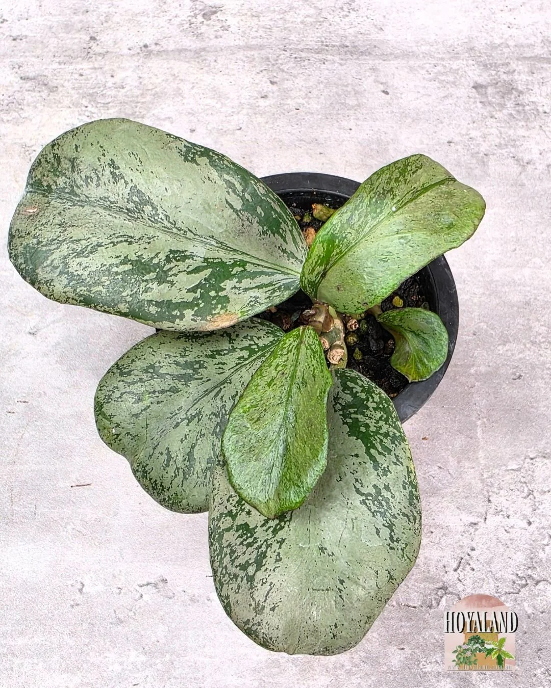 Hoya chiang dao silver (4).jpg