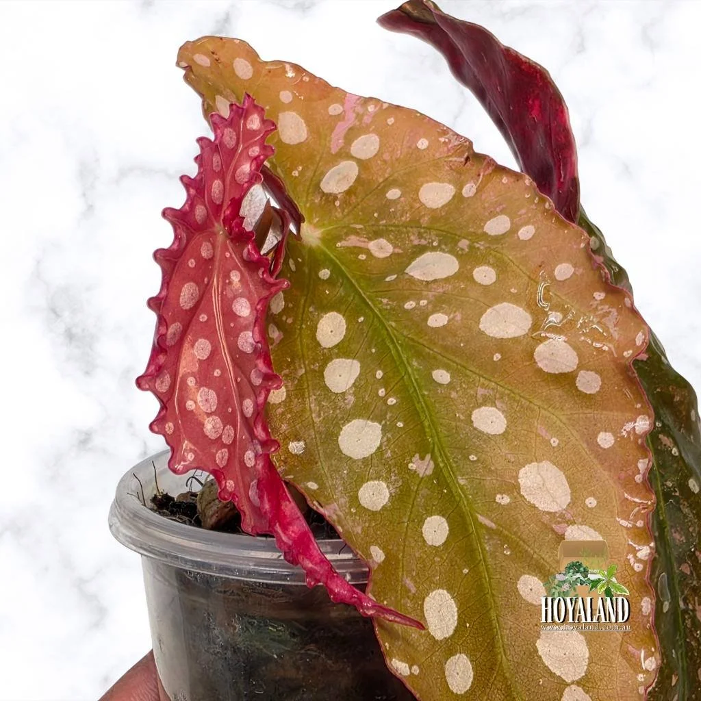 Begonia maculata 2 (6).jpg