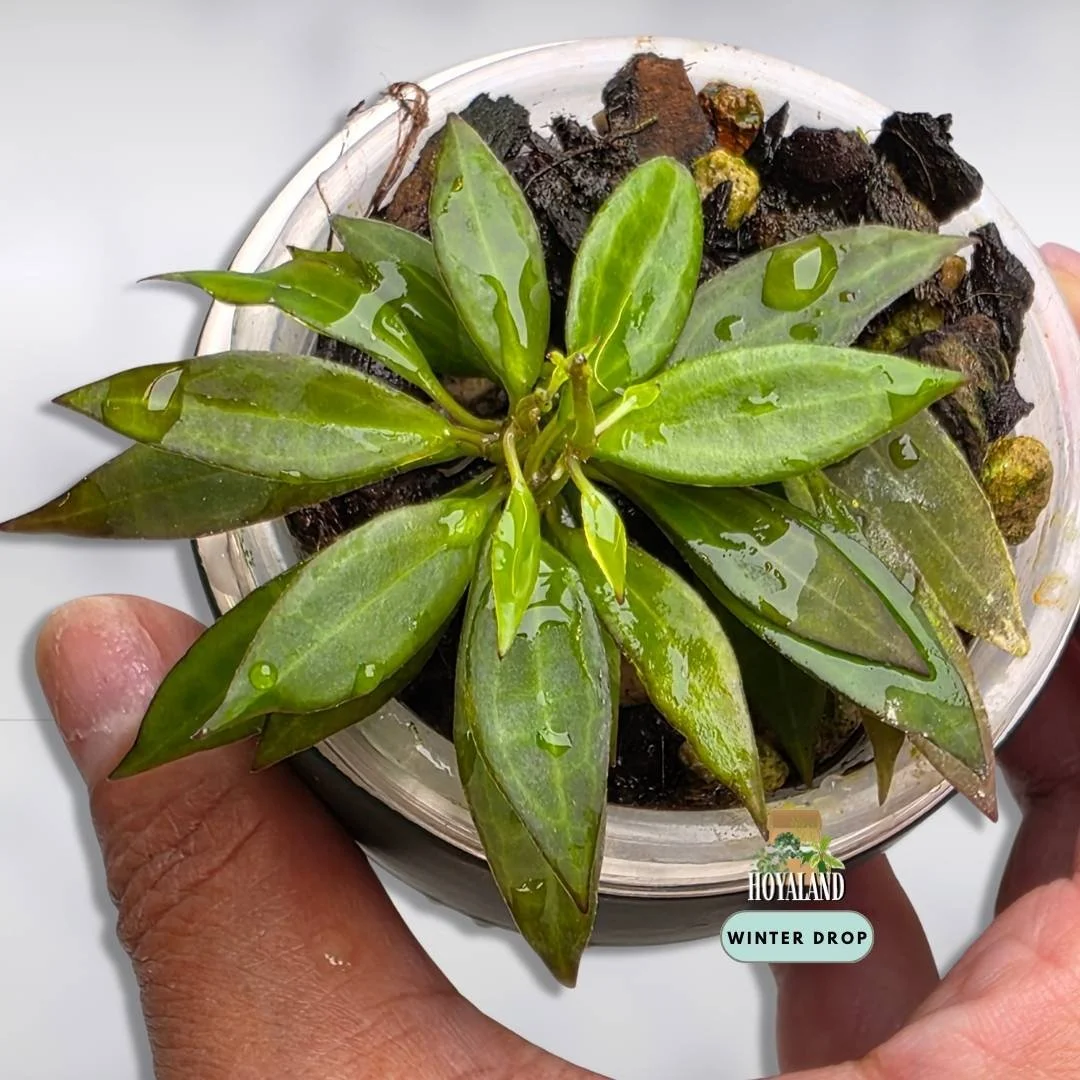 Hoya microdwarf (4).jpg