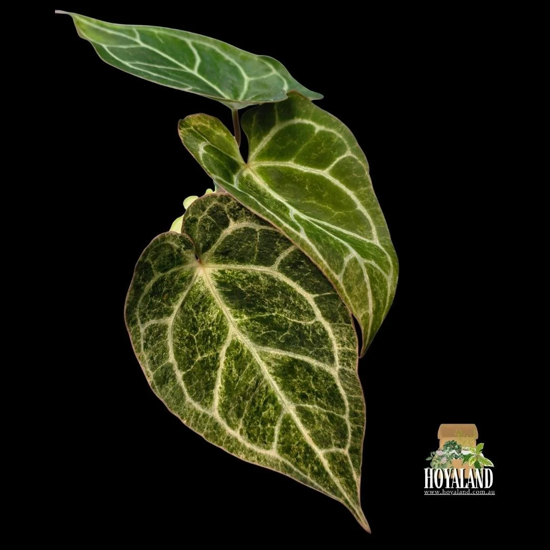 anthurium crystallinum platinum (2).jpg