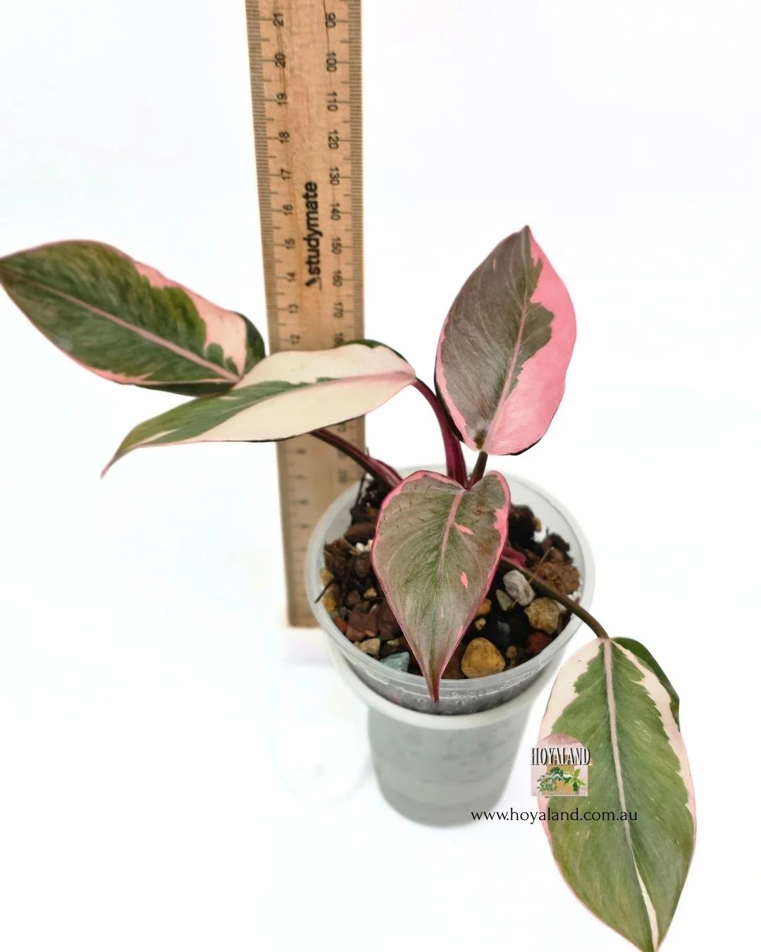 🍂 Philodendron Pink Princess Albo Mutation | Small