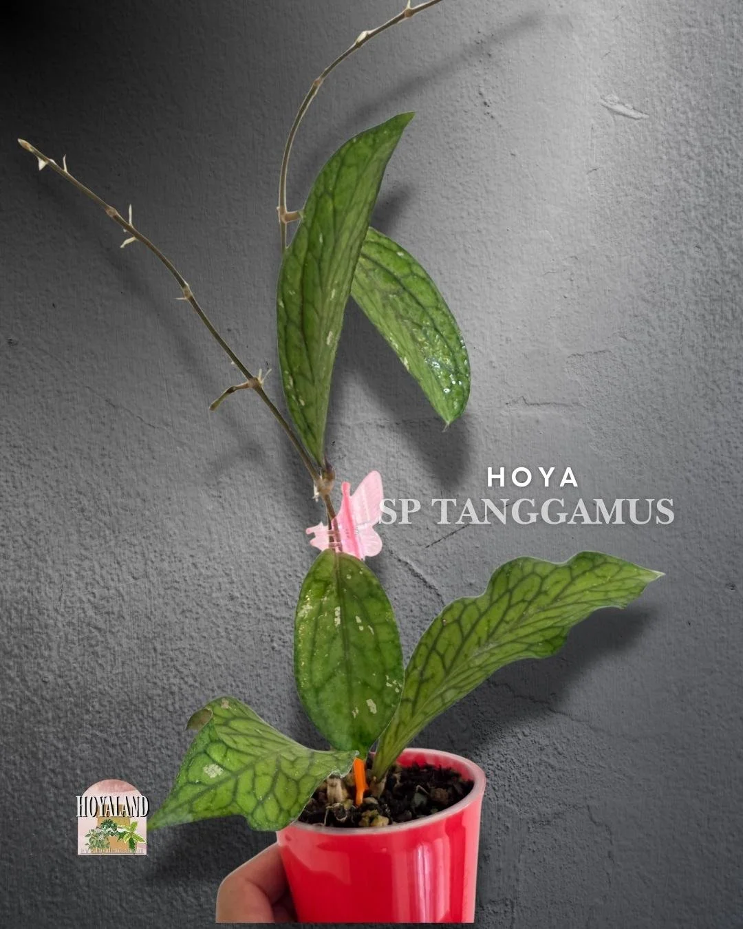 Hoya Tanggamus (3).jpg