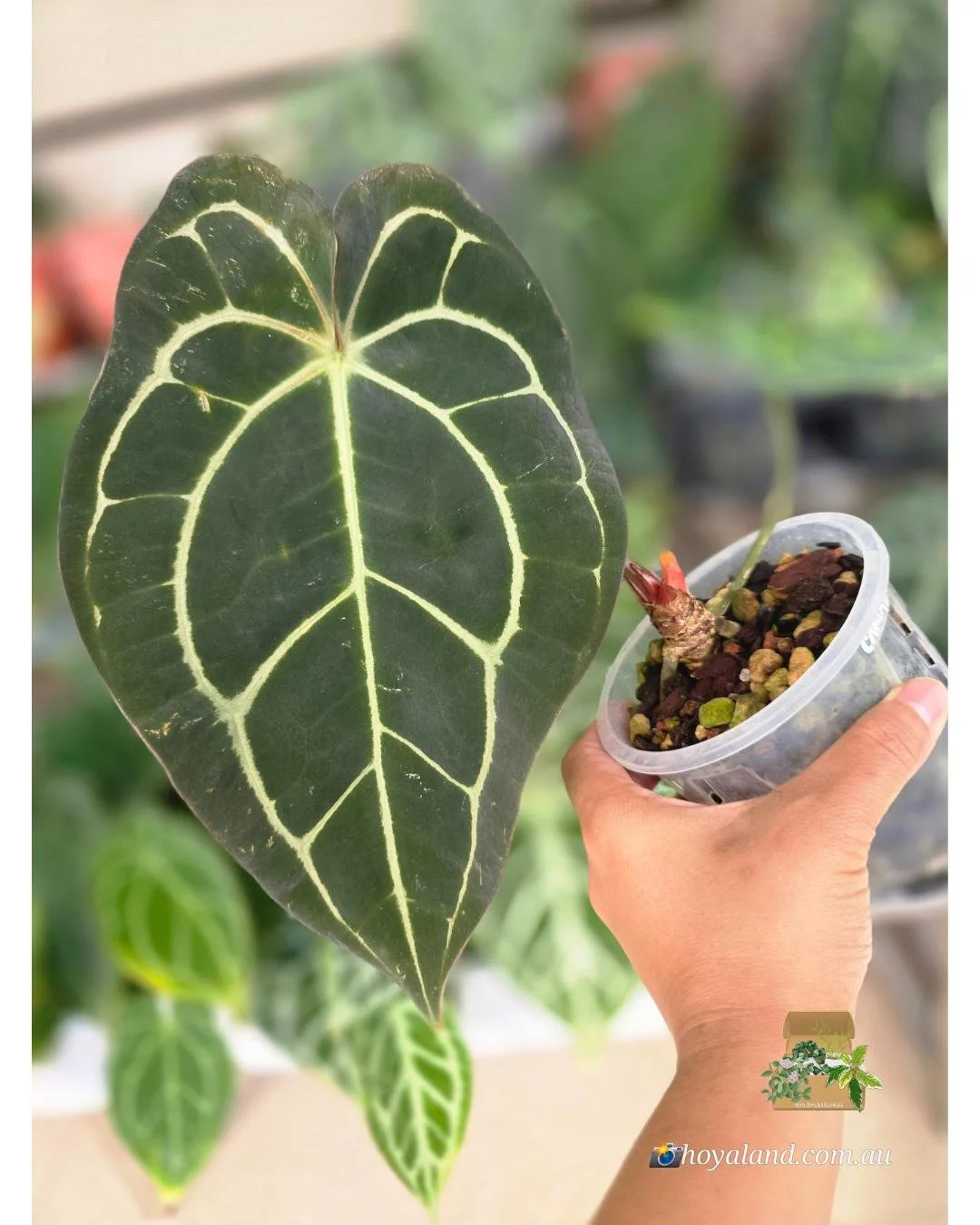 Anthurium Carlablackiea (2).jpg