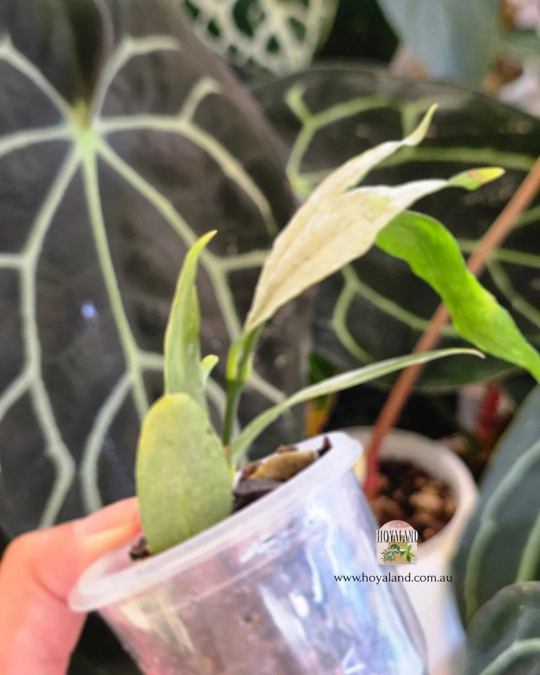 Hoya amicabilis silver (5).jpg